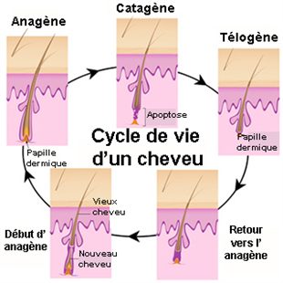 hair lifespan